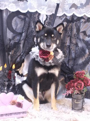 20231026マロくん